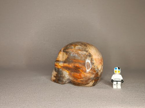 Crâne bois silicifié fossilisé pétrifié inspire le calme lâcher prise