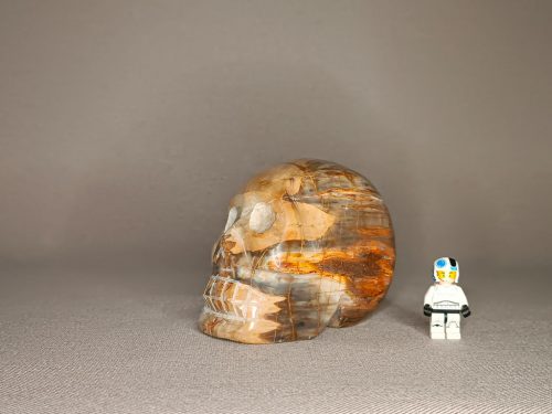 Crâne bois silicifié fossilisé pétrifié inspire le calme lâcher prise