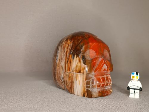 Crâne bois silicifié fossilisé pétrifié lâcher prise inspire le calme