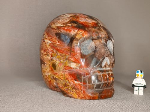 Crâne bois silicifié pétrifié fossilisé inspire le calme lâcher prise